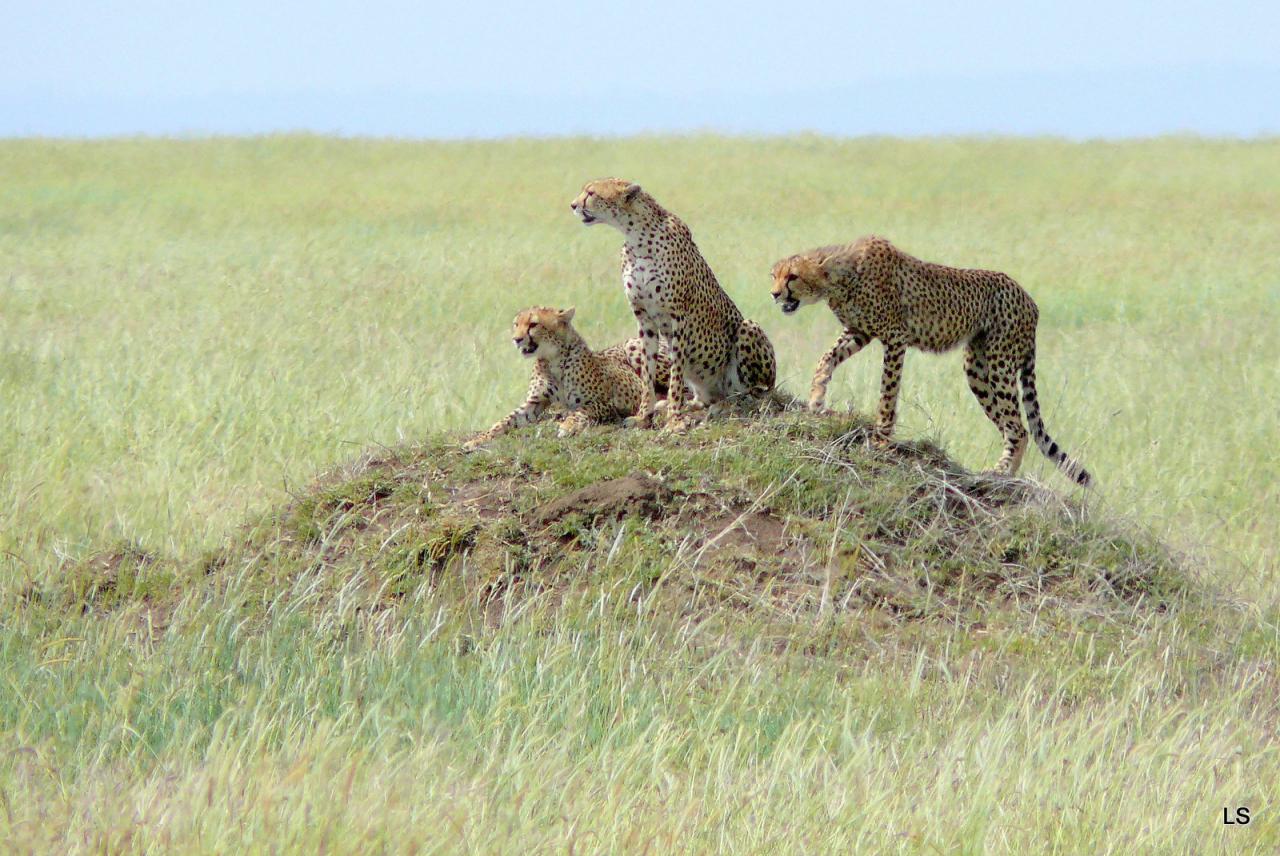 Guépard/Cheetah (2)