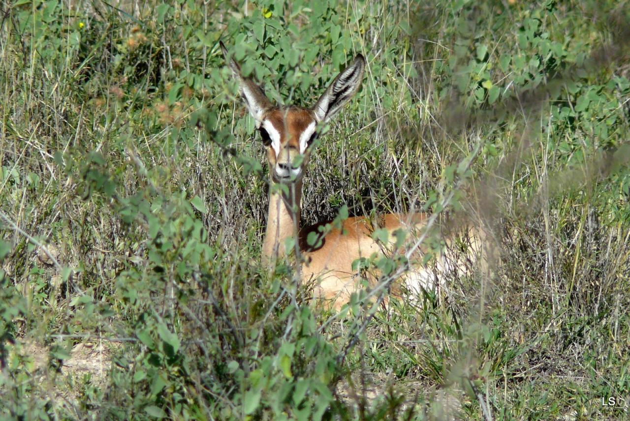 Gazelle de Waller/Gerenuk (3)