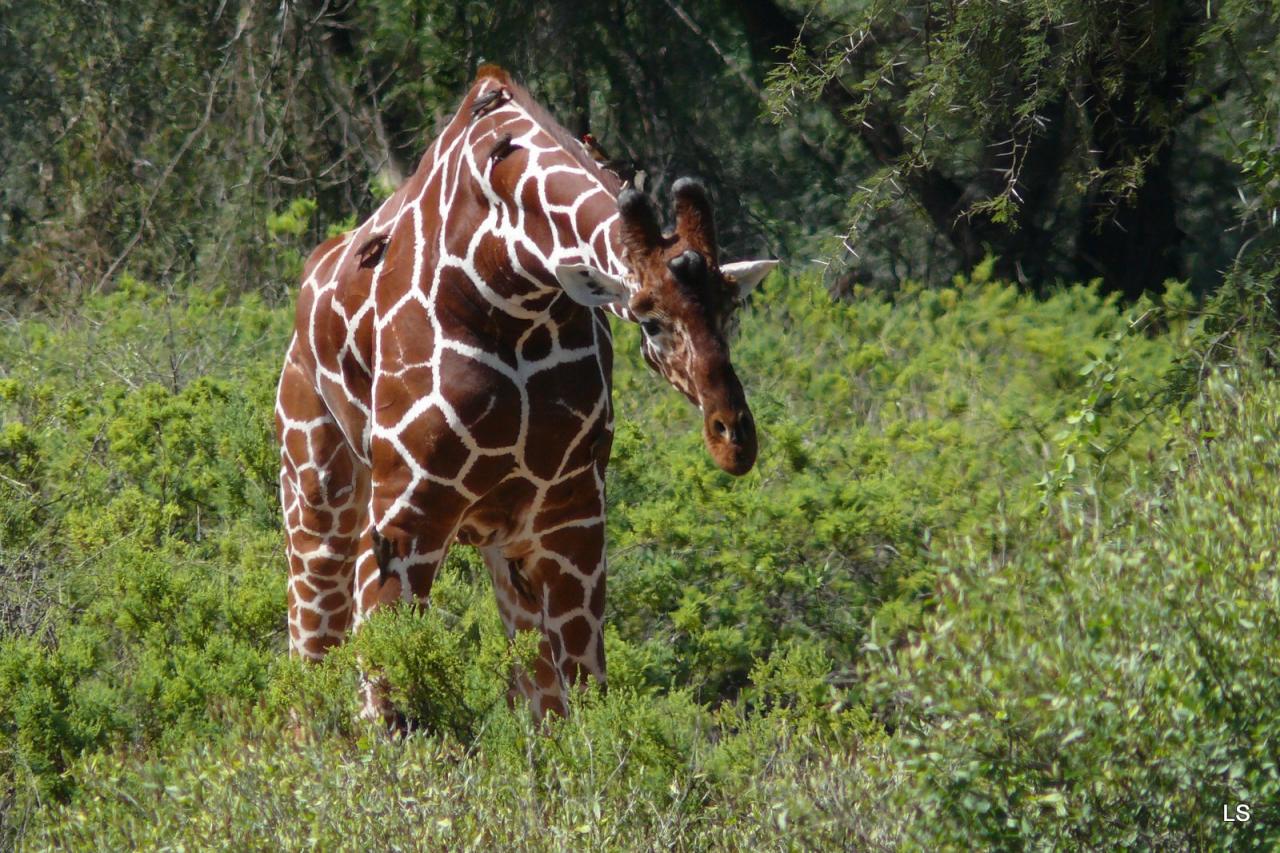 Girafe réticulée/Reticulated Giraffe (1)