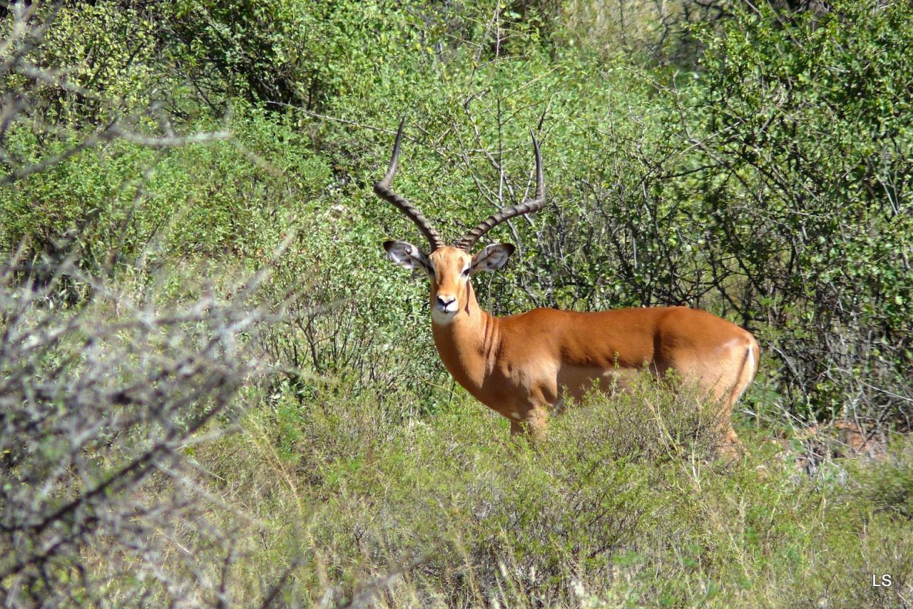 Impala (1)