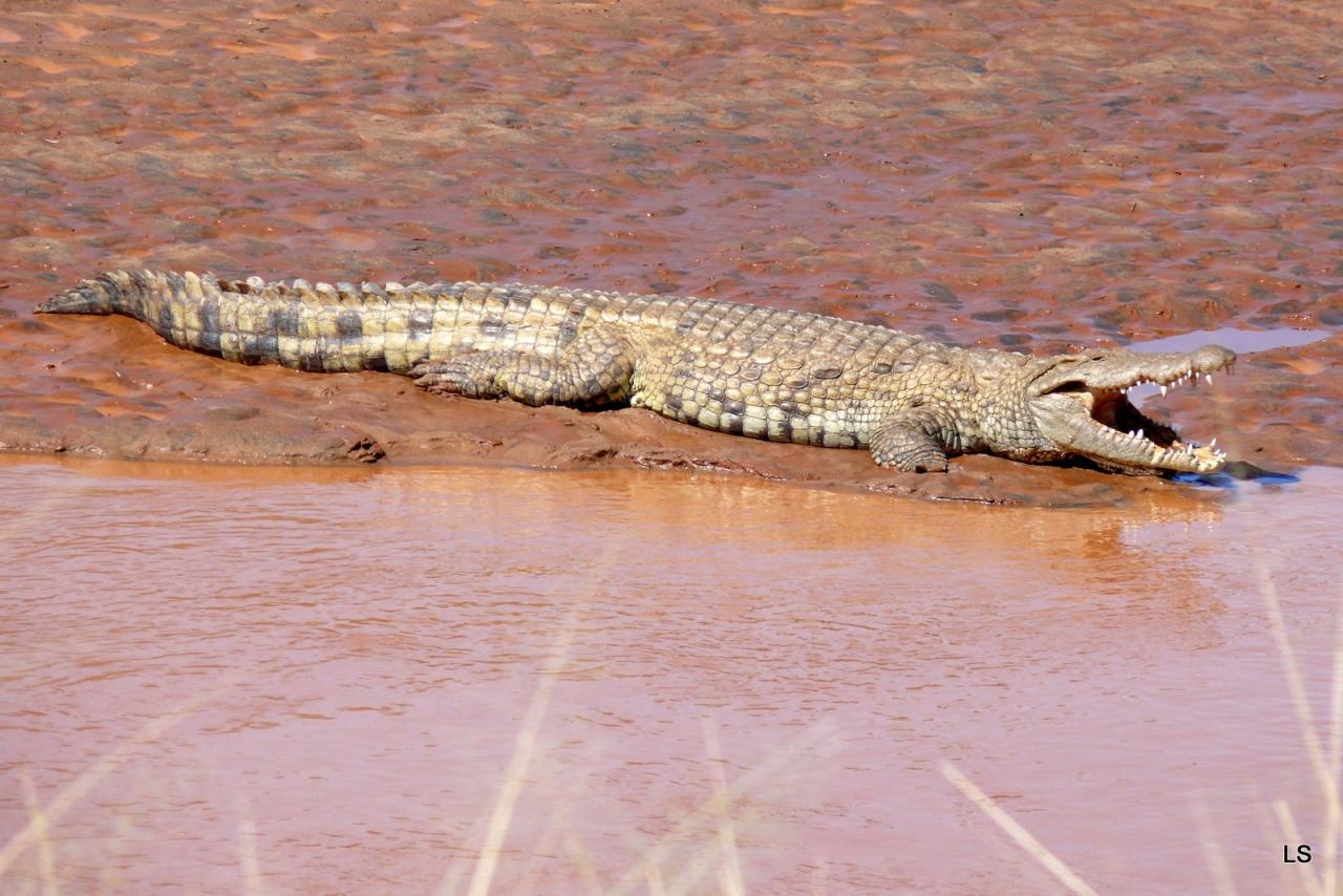 Crocodile du Nil/Nile Crocodile (1)