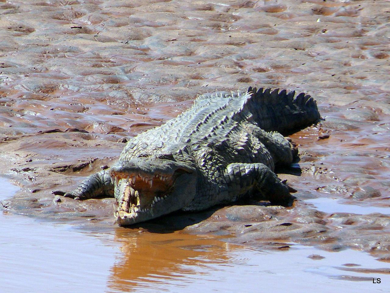 Crocodile du Nil/Nile Crocodile (2)