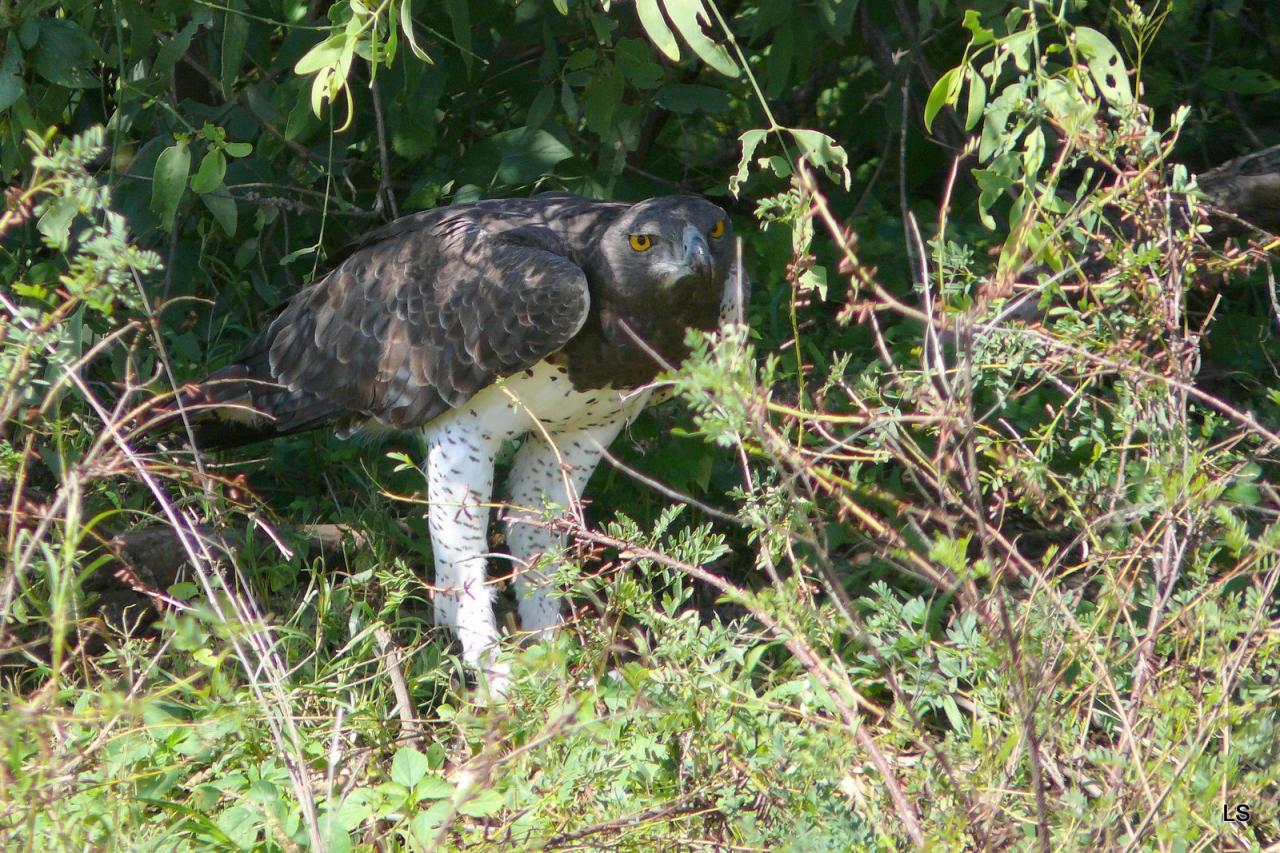 Aigle martial/Martial Eagle (1)