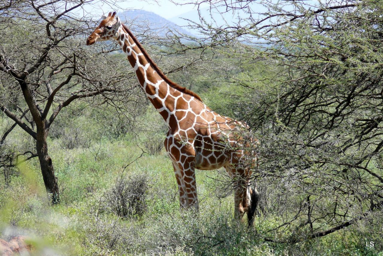 Girafe réticulée/Reticulated Giraffe 