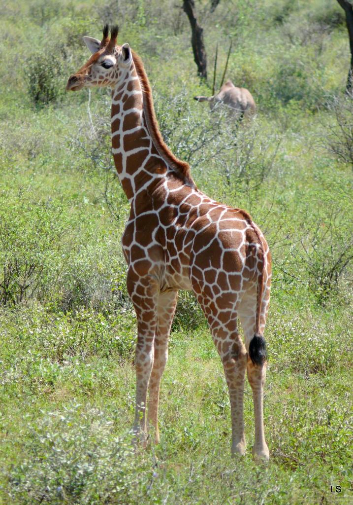 Girafe réticulée/Reticulated Giraffe 