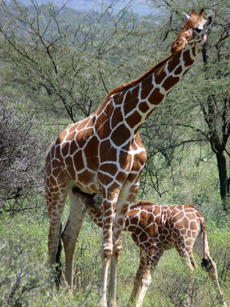 Girafe réticulée/Reticulated Giraffe 