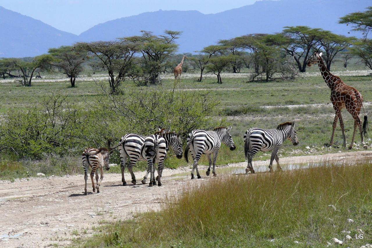 Zèbres et girafe (1)