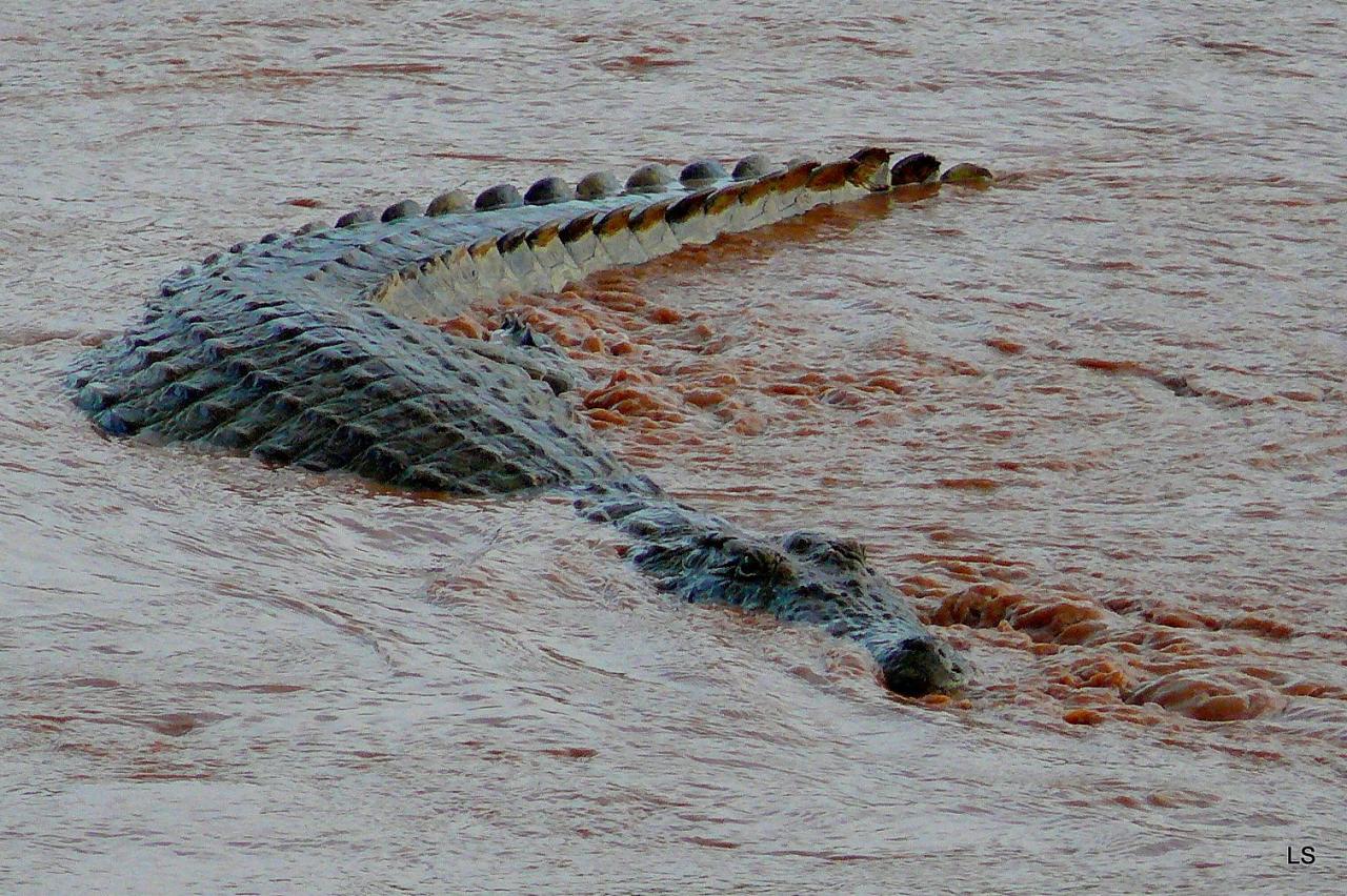 Crocodile du Nil/Nile Crocodile (3)