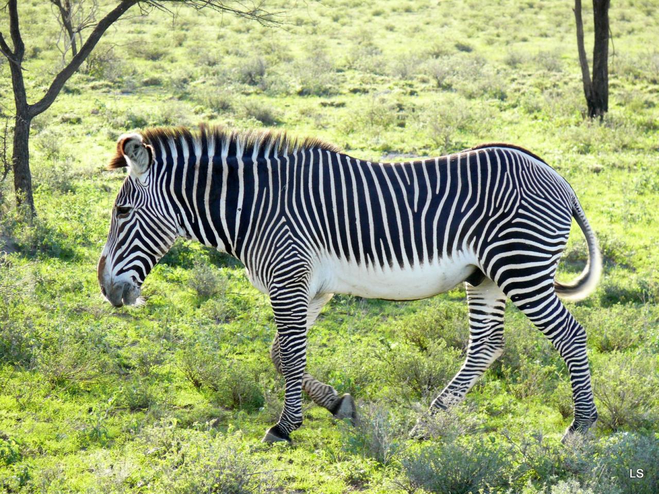 Zèbre de Grévy/Grevy's Zebra (2)