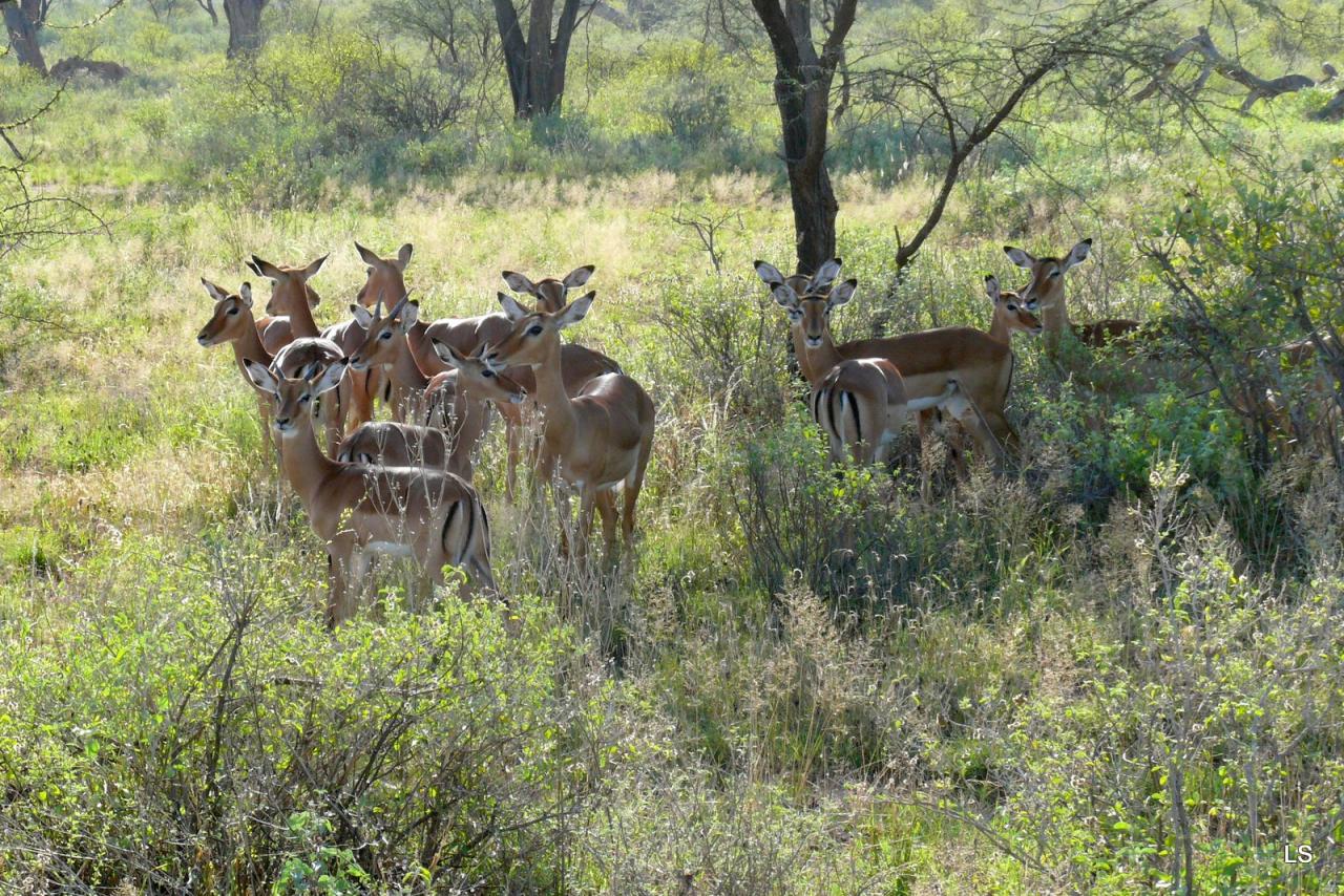 Impala (2)