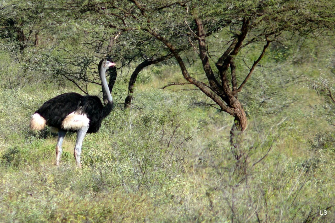 Autruche de Somalie/Somali Ostrich (1)