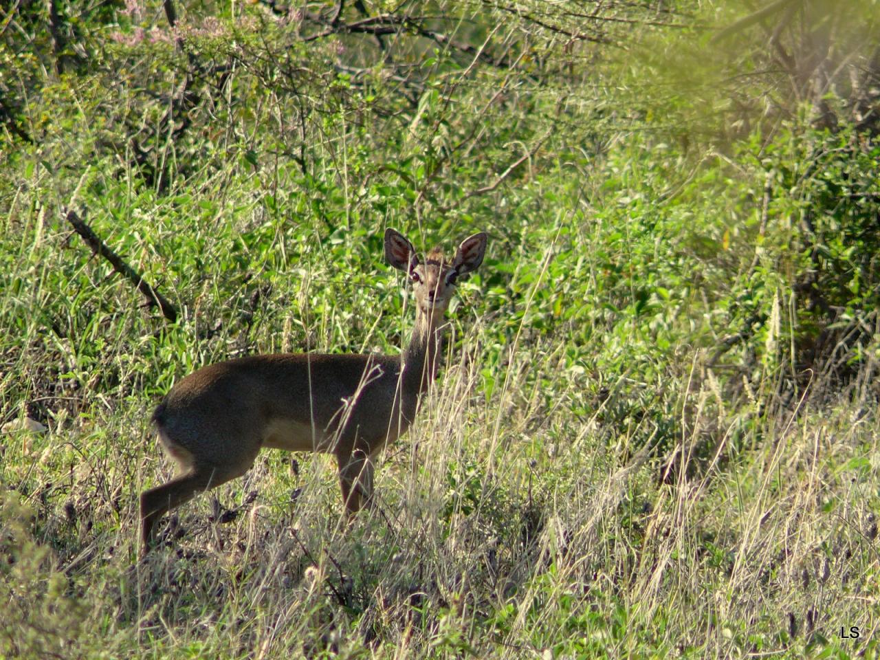 Dik-Dik (1)