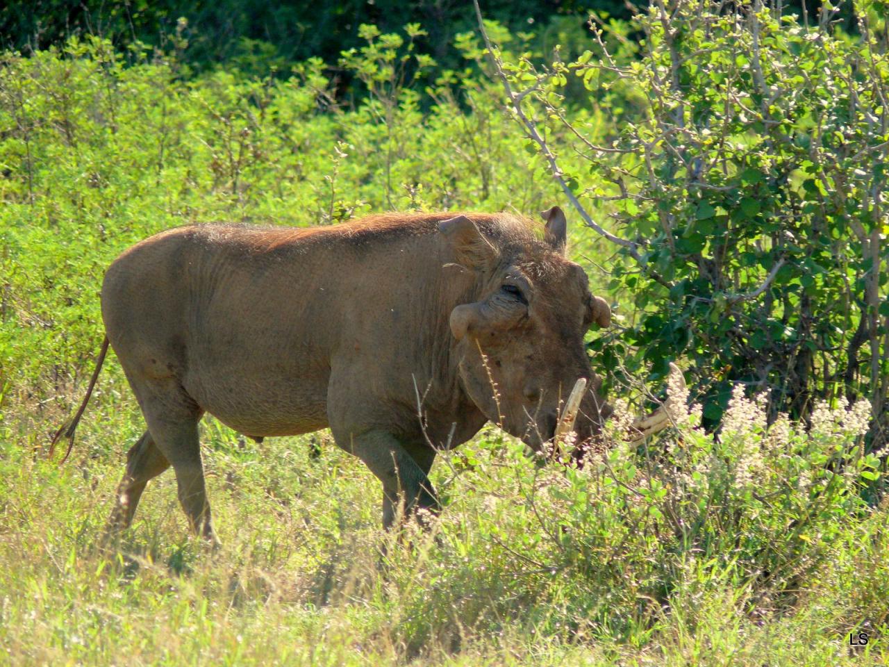 Phacochère/Warthog (1)