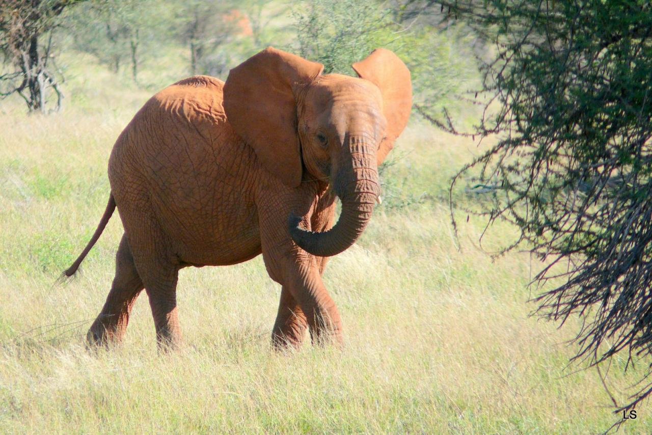 Éléphant d'Afrique/African Savanna Elephant (1)