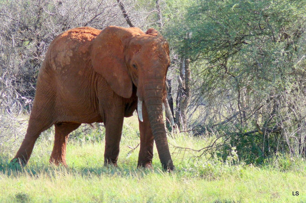 Éléphant d'Afrique/African Savanna Elephant (2)