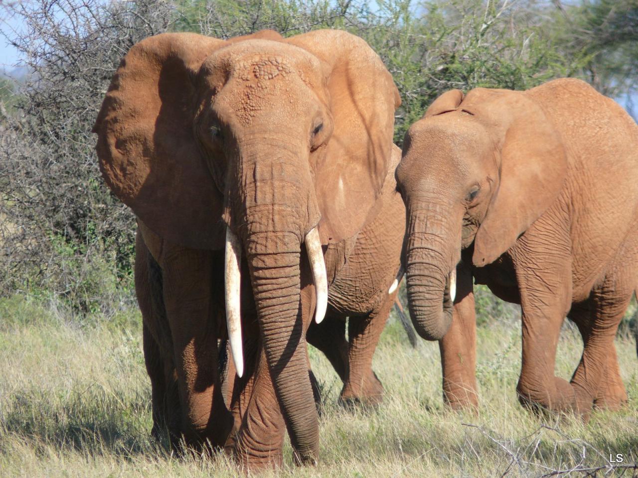 Éléphant d'Afrique/African Savanna Elephant (3)