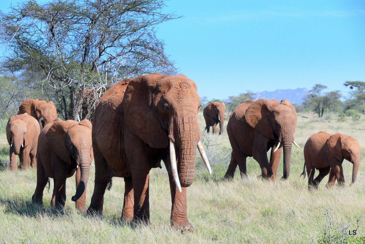 Éléphant d'Afrique/African Savanna Elephant (4)