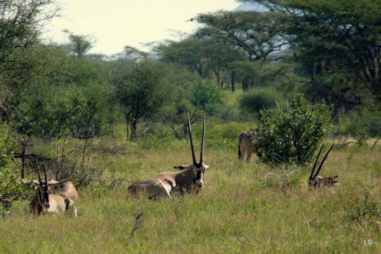 Oryx beïsa/Beisa Oryx (1)