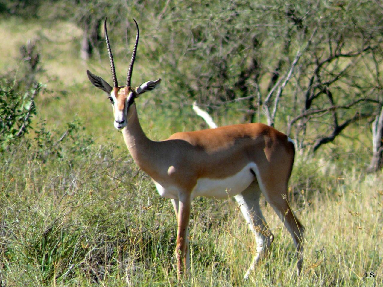 Gazelle de Grant (1)