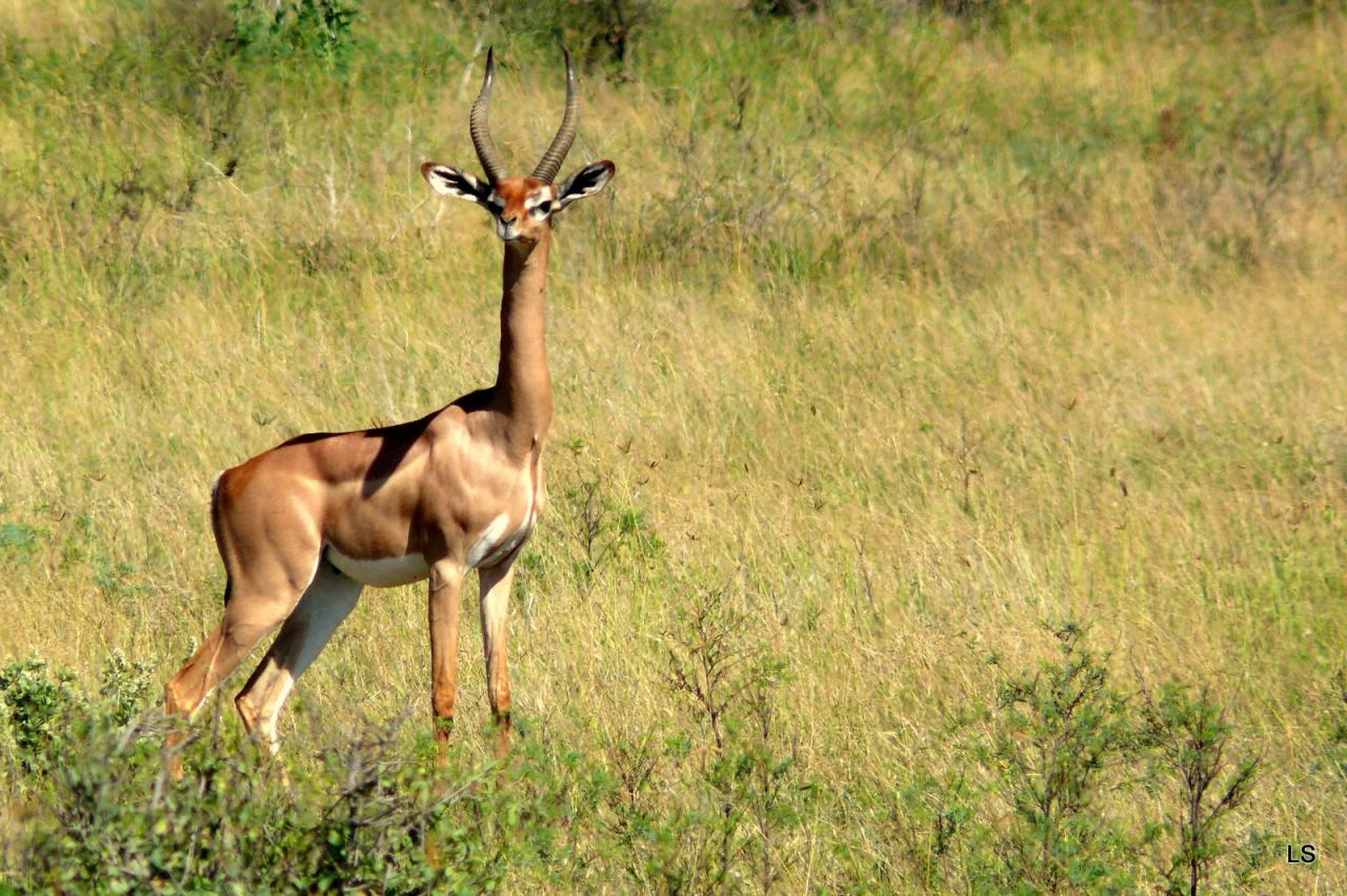 Gazelle de Waller/Gerenuk (1)