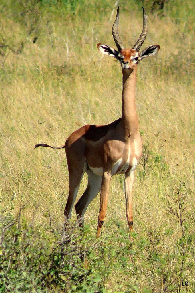 Gazelle de Waller/Gerenuk (2)