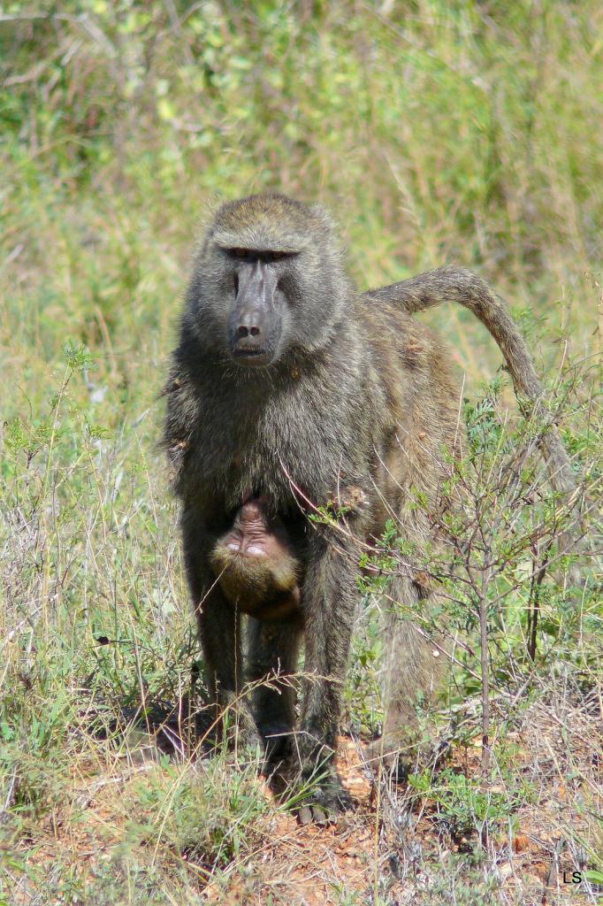 Babouin olive/Olive Baboon (1)