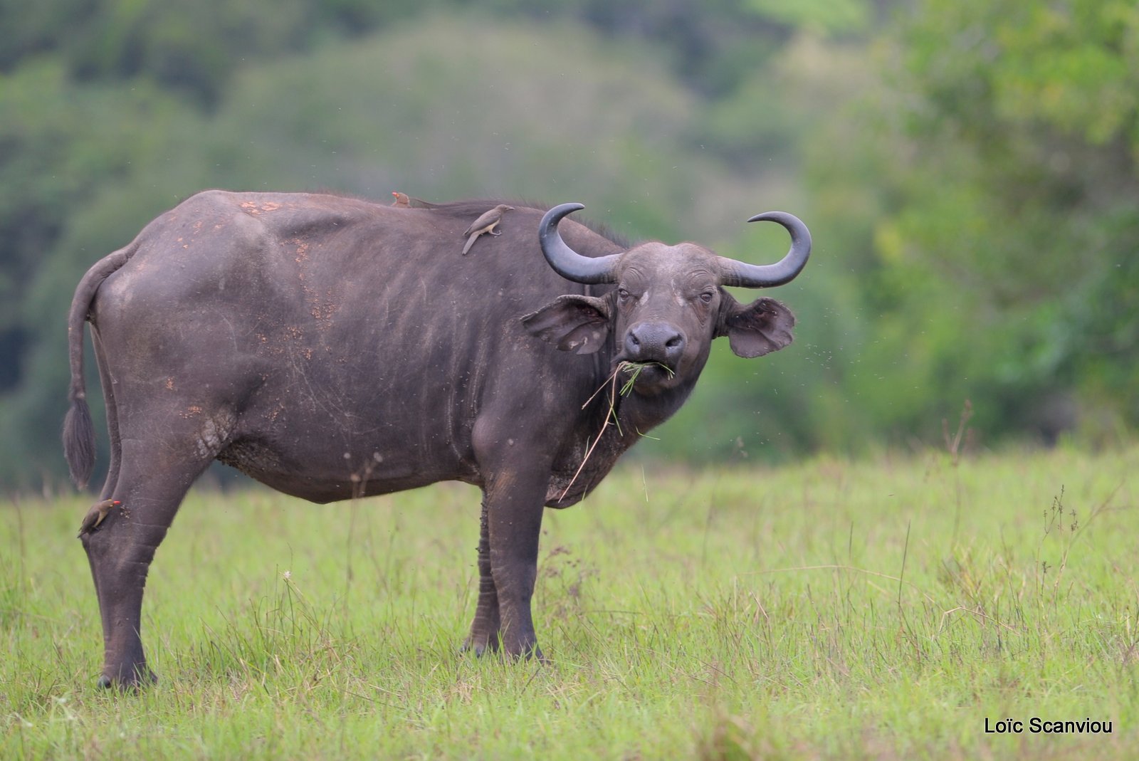 Buffle du Cap/Cape Buffalo (2)