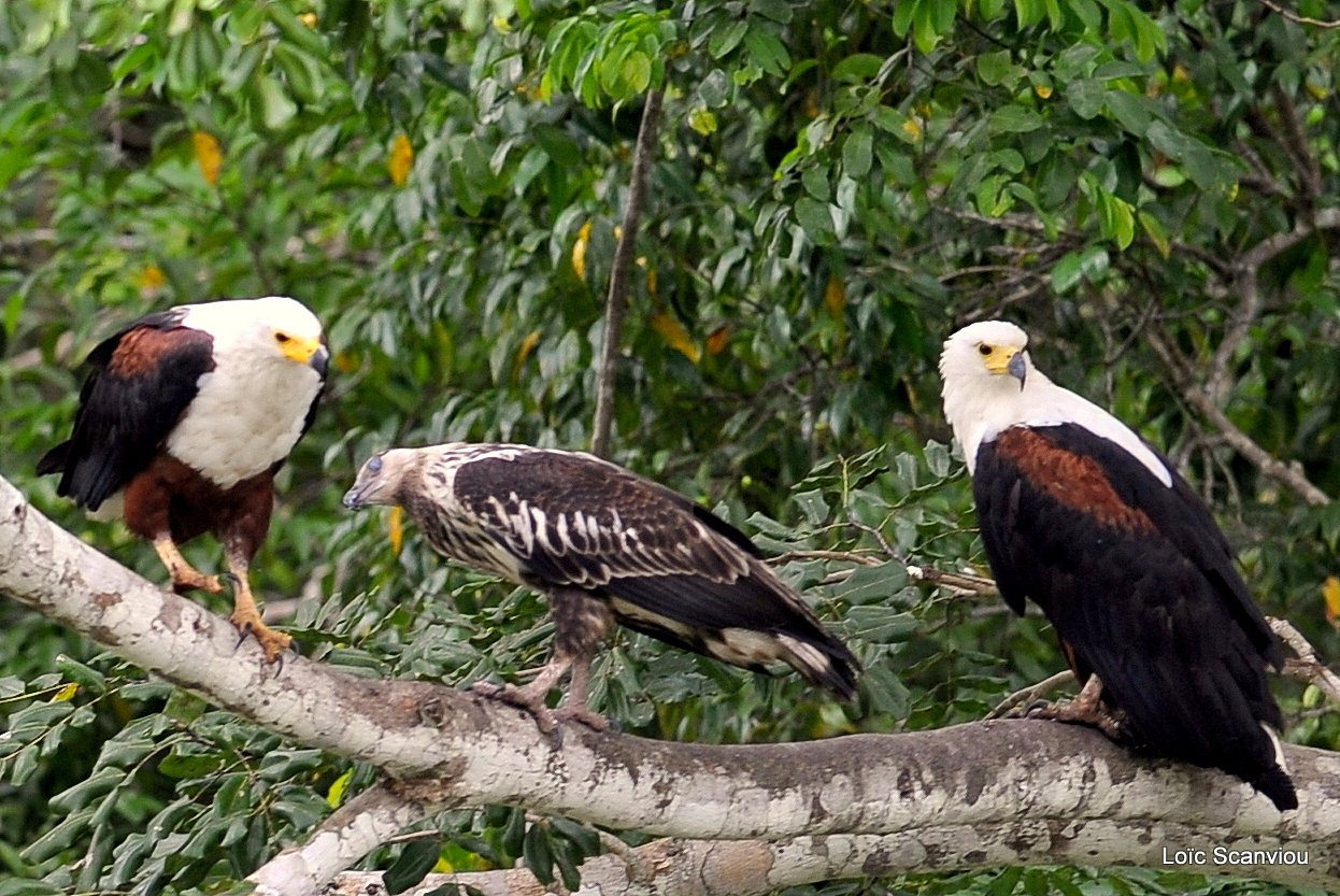 Pygargue vocifère/African Fish Eagle  (2)