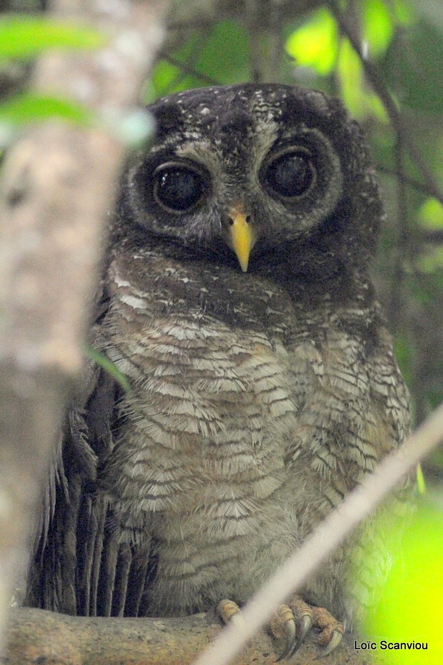 Chouette africaine/African Wood Owl (1)