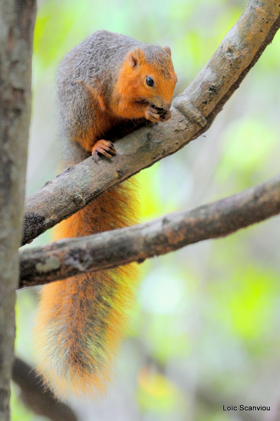 Écureuil à ventre rouge/Red Bush Squirrel (1)