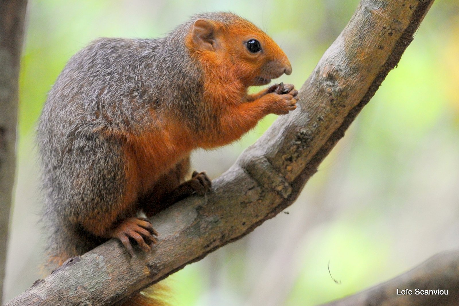 Écureuil à ventre rouge/Red Bush Squirrel (2)