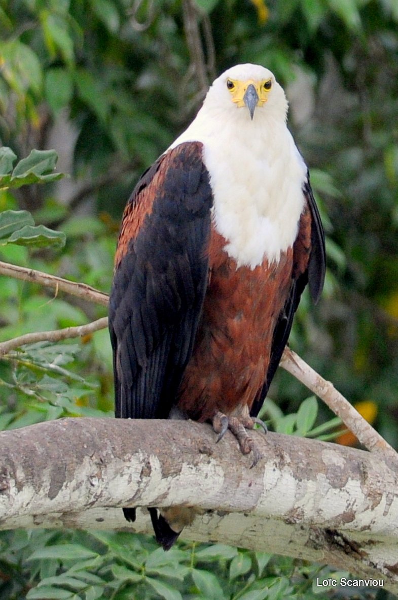 Pygargue vocifère/African Fish Eagle  (4)