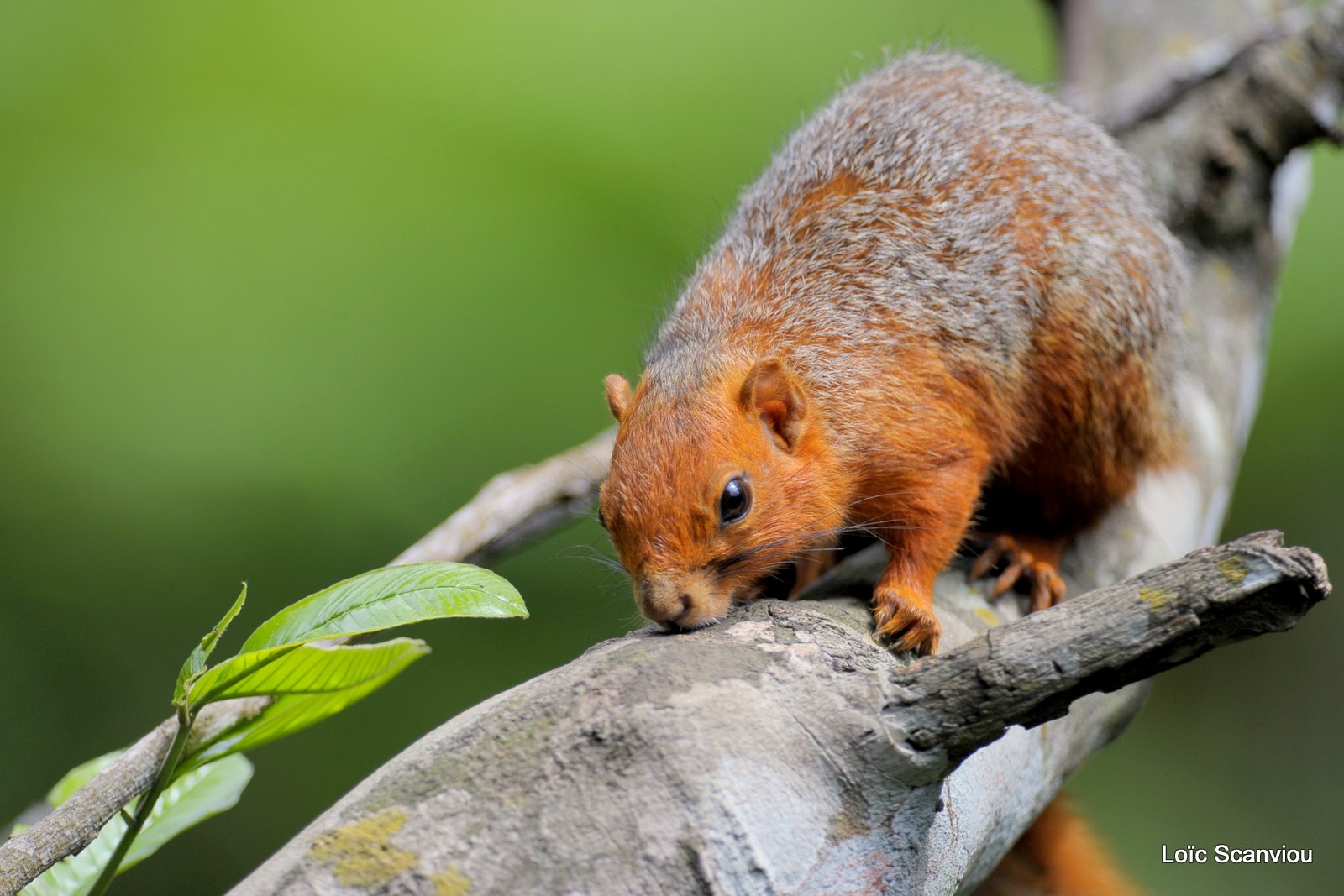 Écureuil à ventre rouge/Red Bush Squirrel (3)