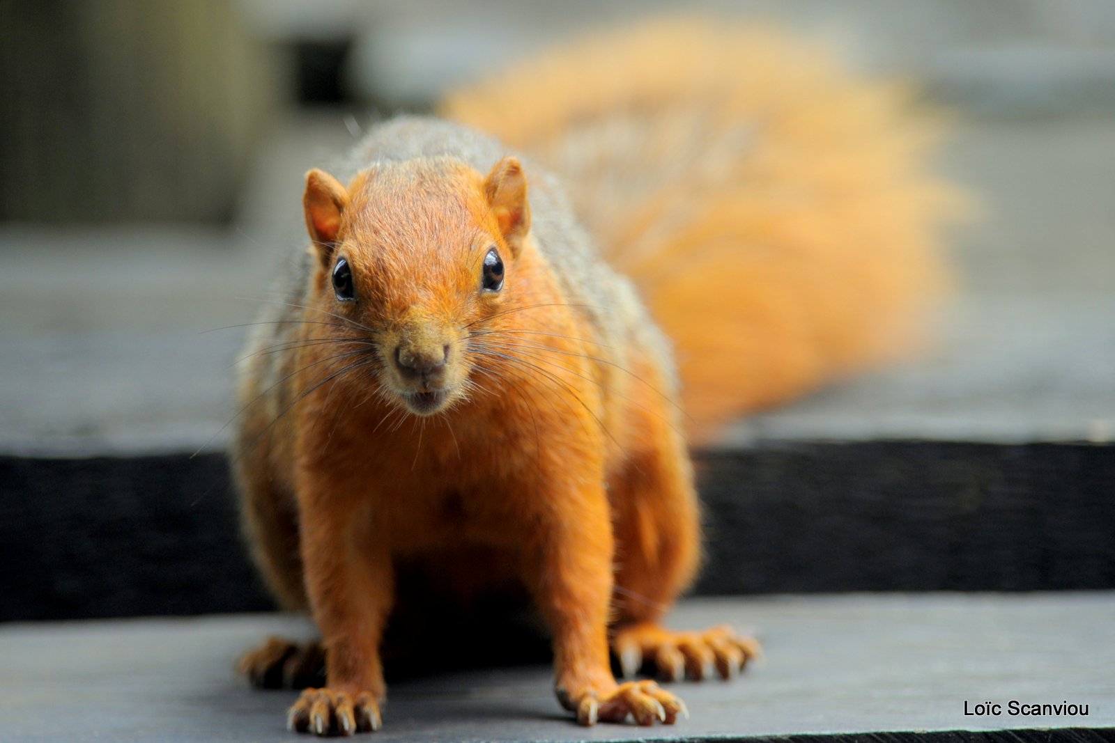 Écureuil à ventre rouge/Red Bush Squirrel (4)