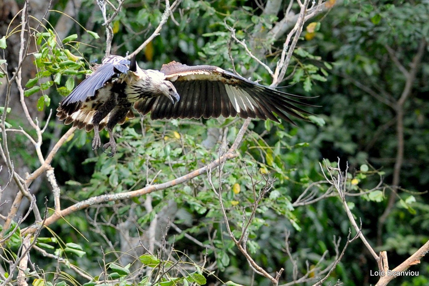 Pygargue vocifère/African Fish Eagle  (5)