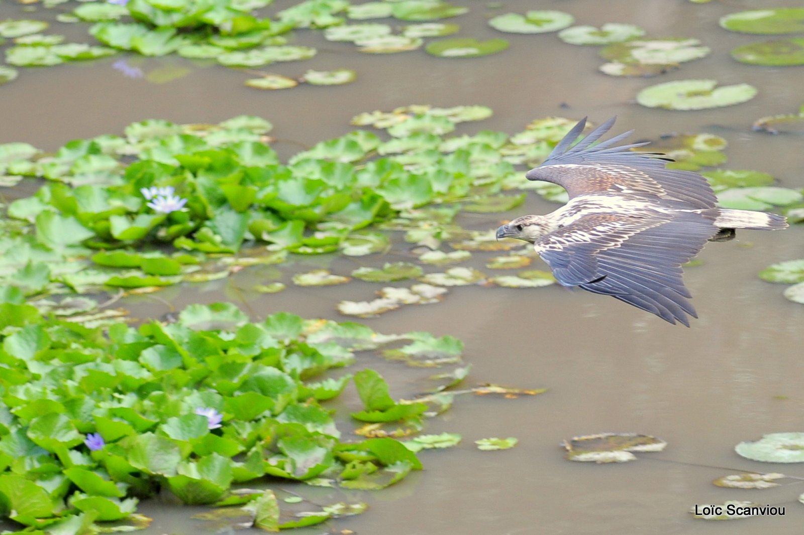 Pygargue vocifère/African Fish Eagle  (6)