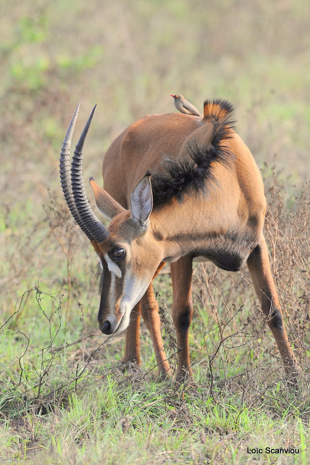 Hippotrague noir/Sable Antelope (9)