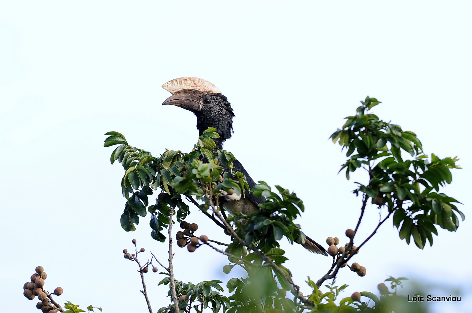 Calao à joues d'argent/Silvery-cheeked Hornbill (1)