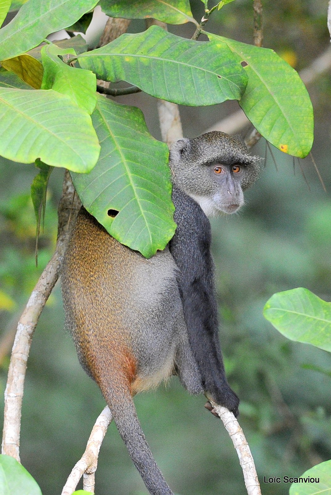 Cercopithèque à diadème/Diademed Monkey (1)