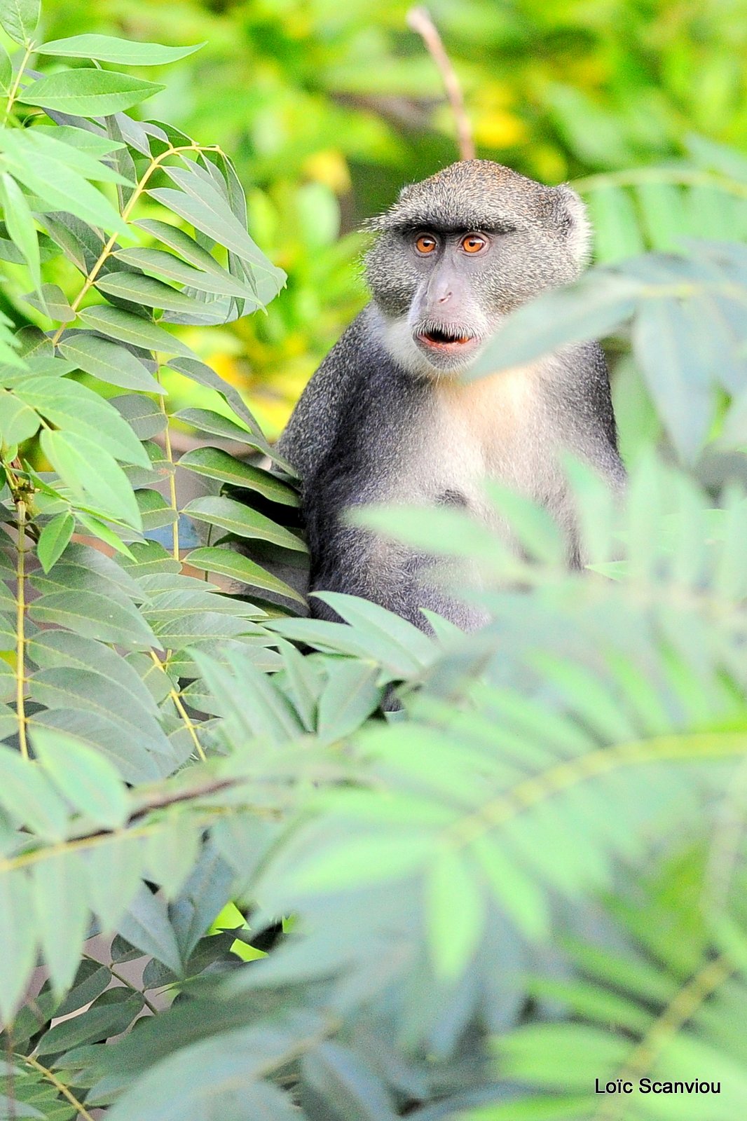 Cercopithèque à diadème/Diademed Monkey (2)