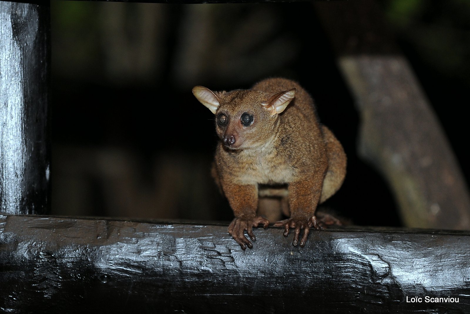 Galago de Garnett/Greater Bushbaby (1)