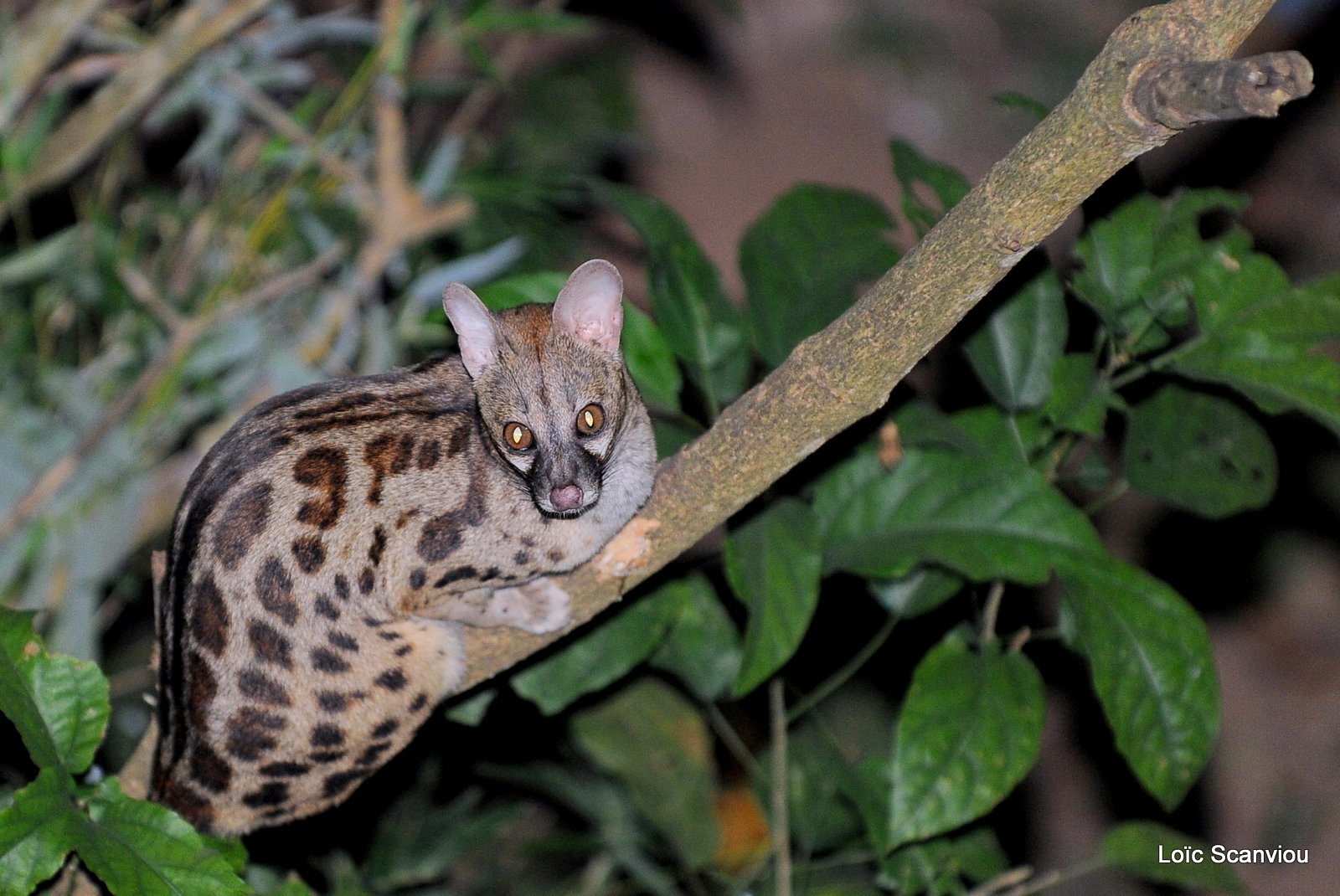 Genette tigrine/Common Large-spotted Genet  (1)