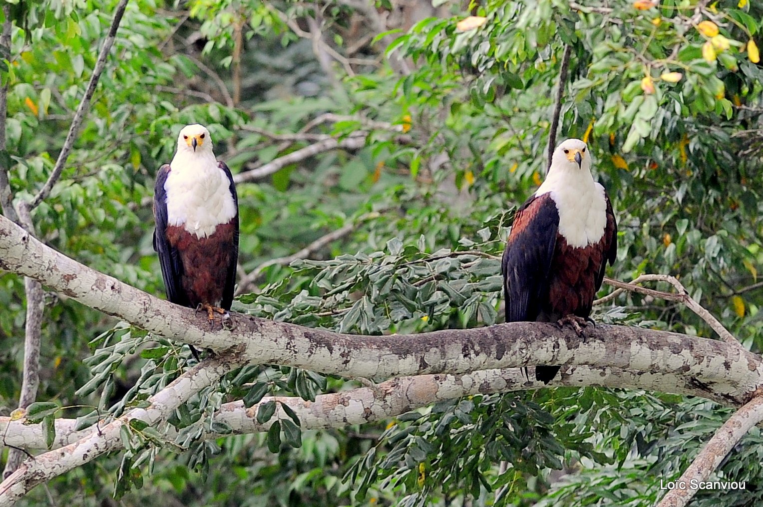 Pygargue vocifère/African Fish Eagle (12)