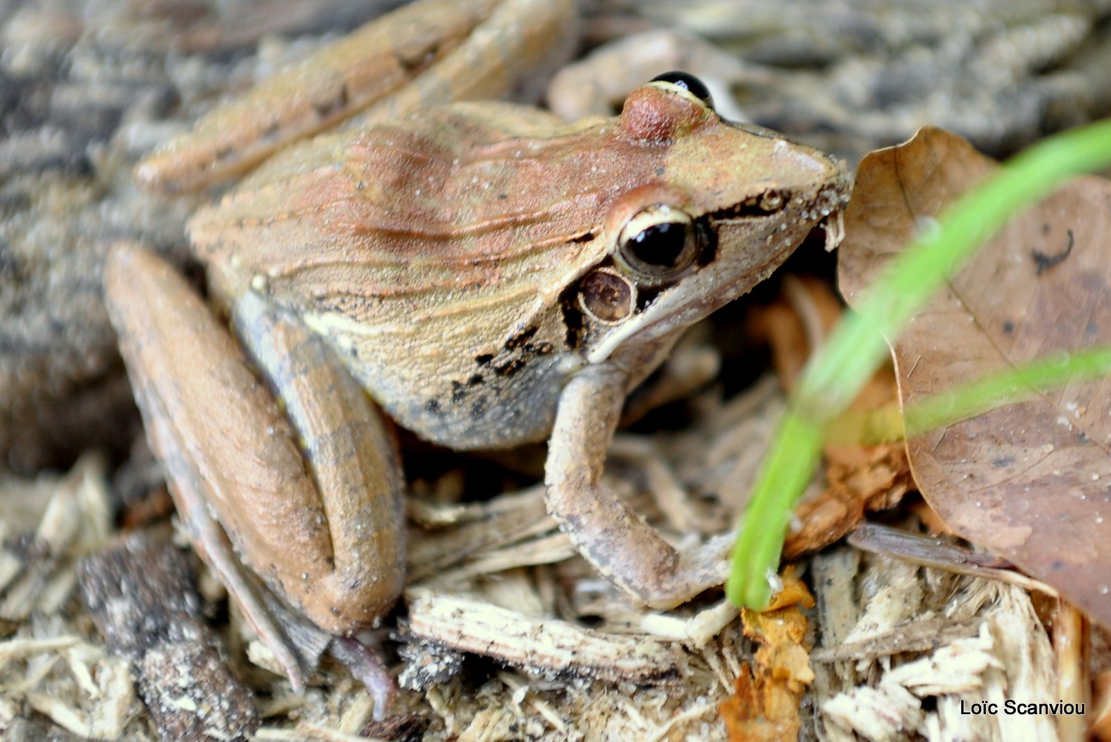 Grenouille striée d'Anchieta/Anchieta's ridged Frog (1)