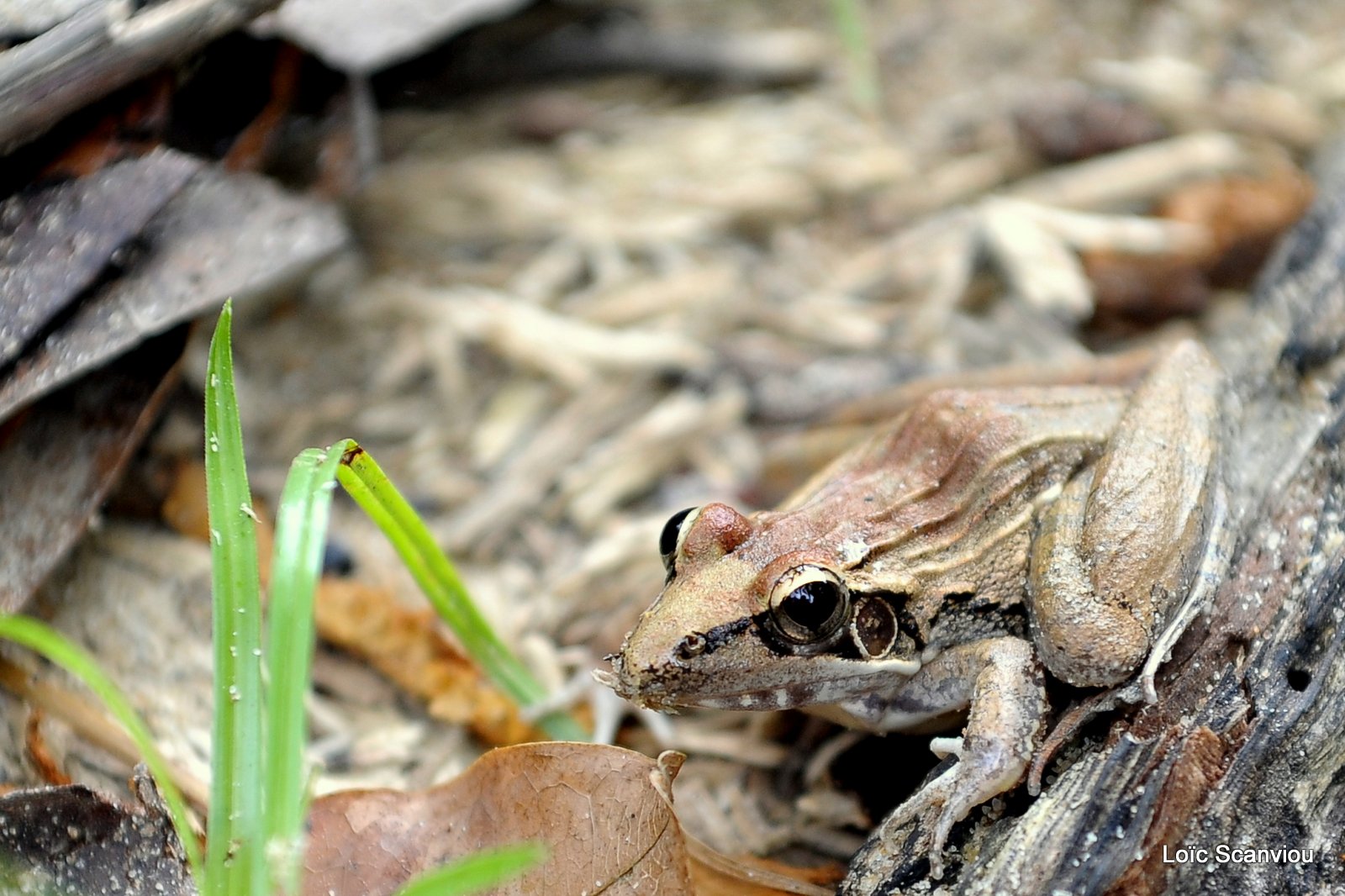 Grenouille striée d'Anchieta/Anchieta's ridged Frog  (2)