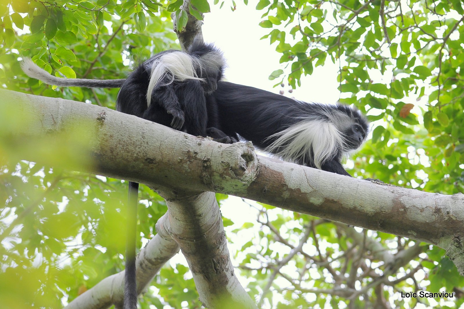 Colobe d'Angola/Angola Black and White Colobus (1)