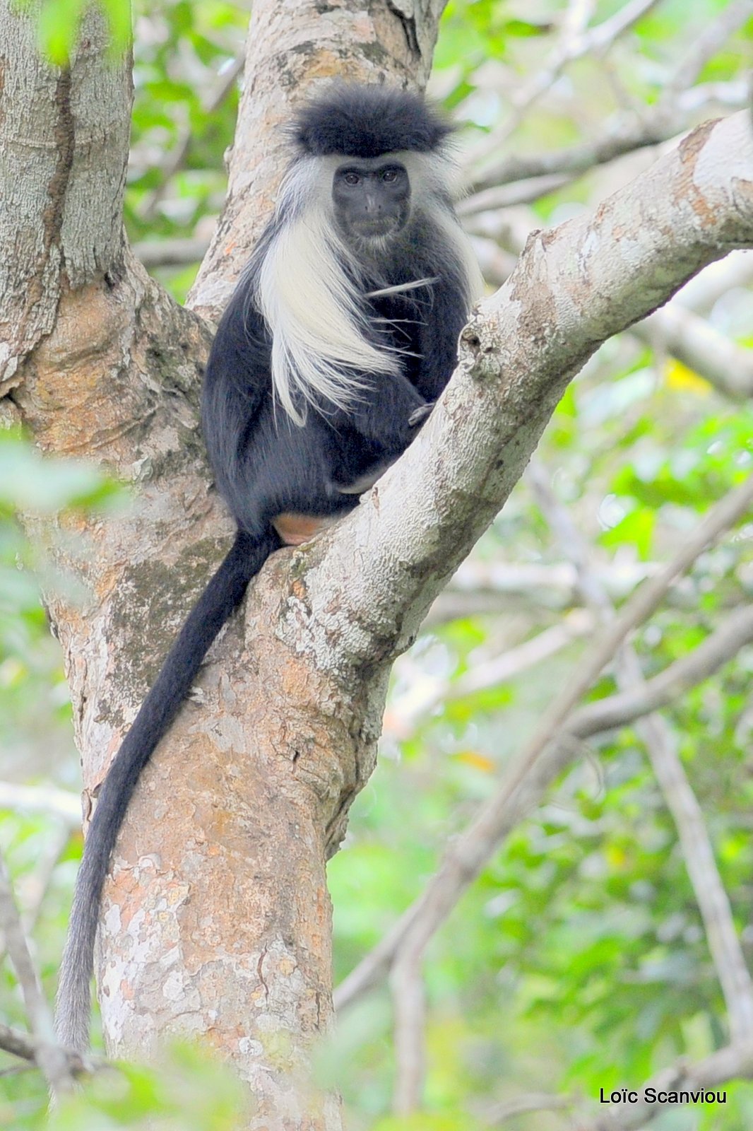 Colobe d'Angola/Angola Black and White Colobus  (2)