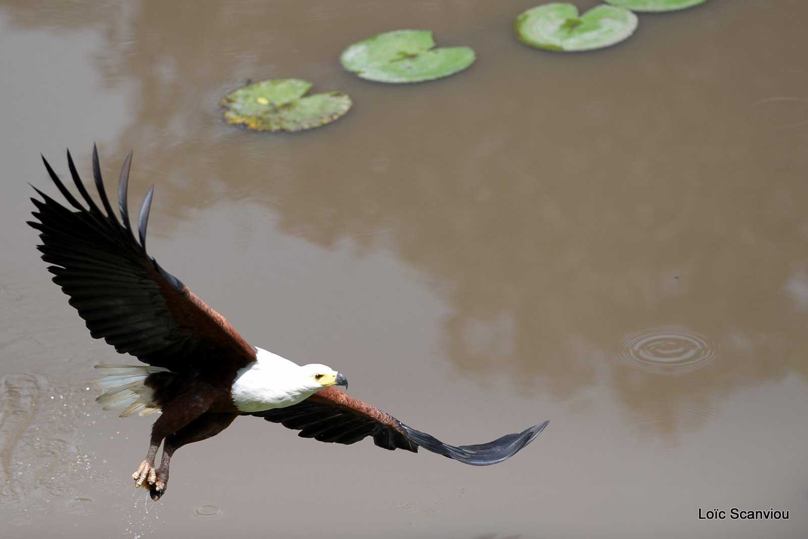 Pygargue vocifère/African Fish Eagle (13)