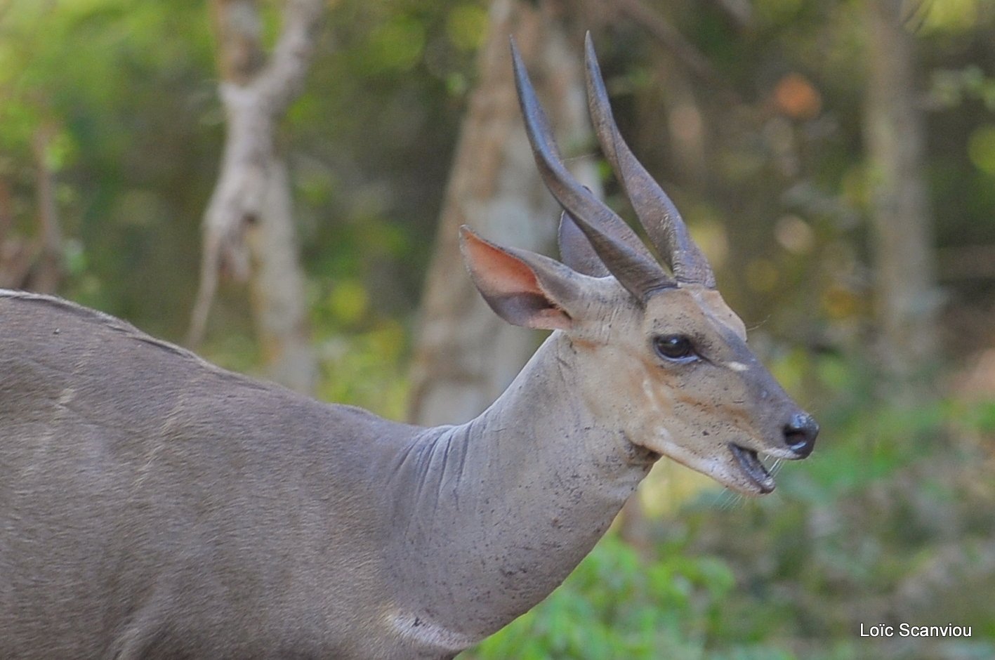 Guib harnaché/Bushbuck (1)