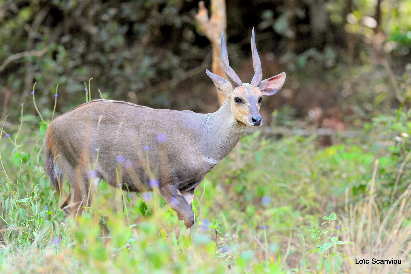 Guib harnaché/Bushbuck (2)